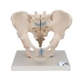 3B Scientific Pelvis male, 3 part - w/ 3B Smart Anatomy 1013026